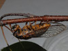 O. rimosa female laying eggs