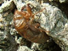 Cicada exuvia.