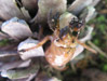 White Eyed Cicada Nymph