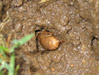 Periodical Cicadas on Long Island