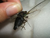 Gently pull the cicada out of the spreading board.