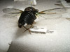 Pinned and labeled cicada specimen
