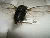 Pinned and labeled cicada specimen