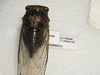 Pinned and labeled cicada specimen