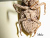 Male cicada cast off nymph skin.
