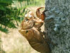 Cast off nymph shell on a head stone in a cemetery.