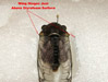 Properly pinned Cicada