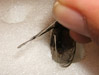 Spread forewing of the cicada using a sharp tool.