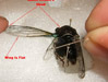 Use a sharp tool to move the cicadas hind wing.