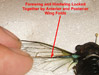 Forerwing and Hindwing locked together.