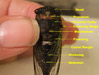 Parts of a Cicada