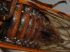Magicicada tredecim female closeup dark ventral bands