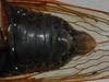 Magicicada tredecassini male ventral abdominal view