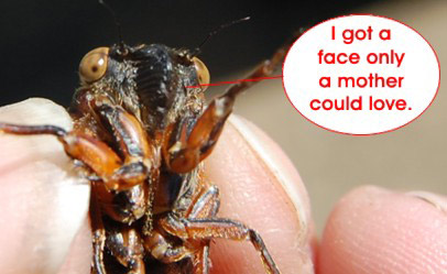 Magicicada-face Magicicada-face