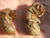 A Survey of Cicadas on Martha's Vineyard