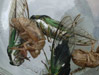 Mating T. tibicen cicadas.
