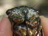 Head shot closeup