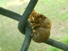 Exuvium on chain-link fence.