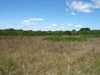 Area A Grassland