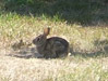 Wild rabbit