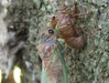 Tibicen canicularis teneral