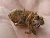 Cicada nymph shell