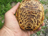 Box Turtle Dorsal View