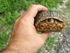 Box Turtle Enface View