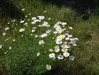 Oxeye Daisy