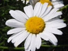 Oxeye Daisy