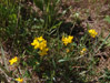 Birdsfoot Trefoil