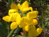 Birdsfoot Trefoil