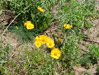 Lance-Leaf Coreopsis