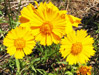 Lance-Leaf Coreopsis