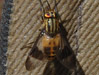 Genus Chrysops - Deer Fly