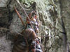 Harvestman food