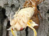 Periodical Cicada Teneral