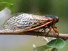 Brood I Periodical Cicada