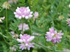 unknown purple flower closeup