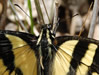 Papilio glaucas