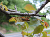 Female periodical cicada ovipositing