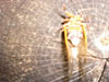 Brood X Magcicadas Day 2