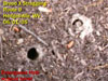 Brood X Straggler Emergence Holes.