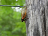 Female periodical cicada ovipositing