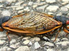 Mating Magicicada cassinis