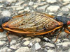 Mating Magicicada cassinis