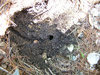 Cicada hole and channel