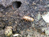 Periodical Cicada nymph