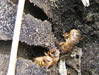 2 Brood XIV periodical cicada nymphs.
