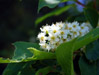 Actaea racemosa